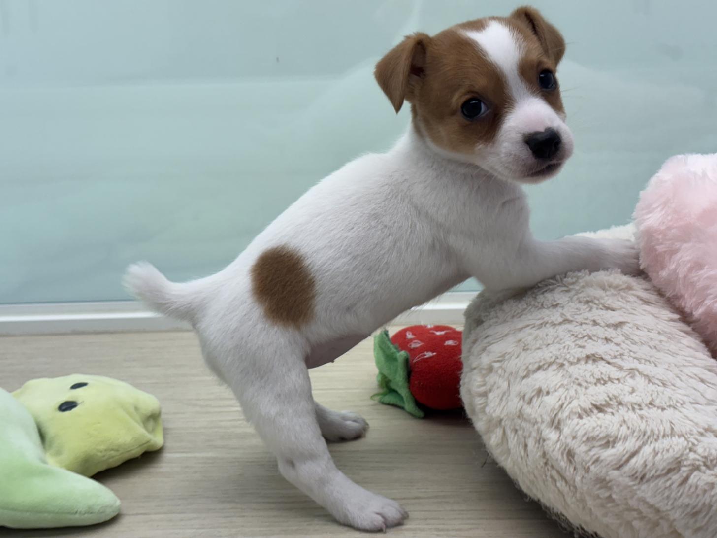 神奈川県のジャックラッセルテリア (Doggy Style 小田原店/2025年5月23日生まれ/女の子/ホワイトタン)の子犬の2枚目の画像