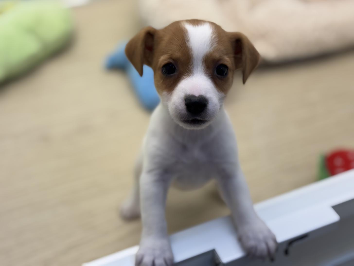 神奈川県のジャックラッセルテリア (Doggy Style 小田原店/2025年5月23日生まれ/女の子/ホワイトタン)の子犬の4枚目の画像