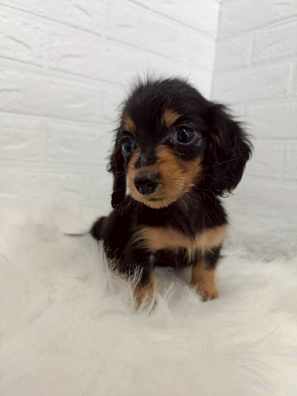 東京都のミニチュアダックスフンド(ロング) (ペットショップcoco東京港区店/2026年2月14日生まれ/女の子/ブラックタン)の子犬