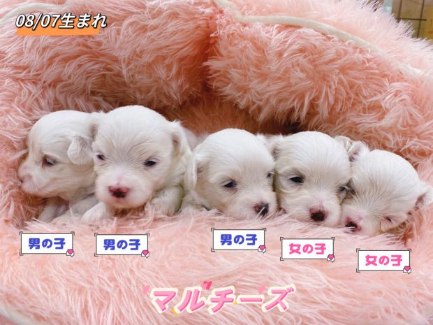新潟県のマルチーズ (竹内ペット 新津本店/2026年8月7日生まれ/男の子/その他色)の子犬の1枚目の画像