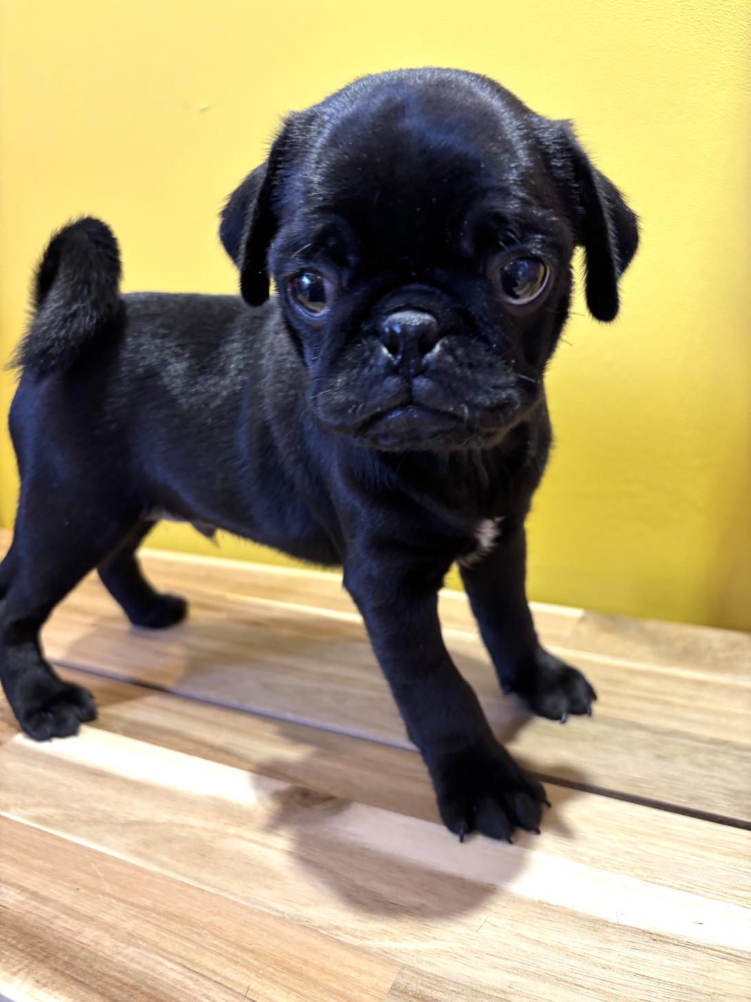 埼玉県のパグ (ペッツスマイル南中野店/2026年1月27日生まれ/男の子/ブラック)の子犬