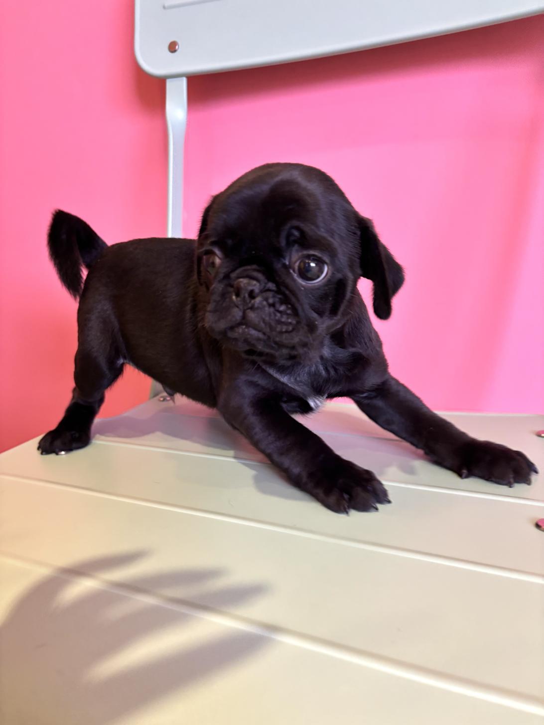 埼玉県のパグ (ペッツスマイル南中野店/2026年1月27日生まれ/男の子/ブラック)の子犬の2枚目の画像