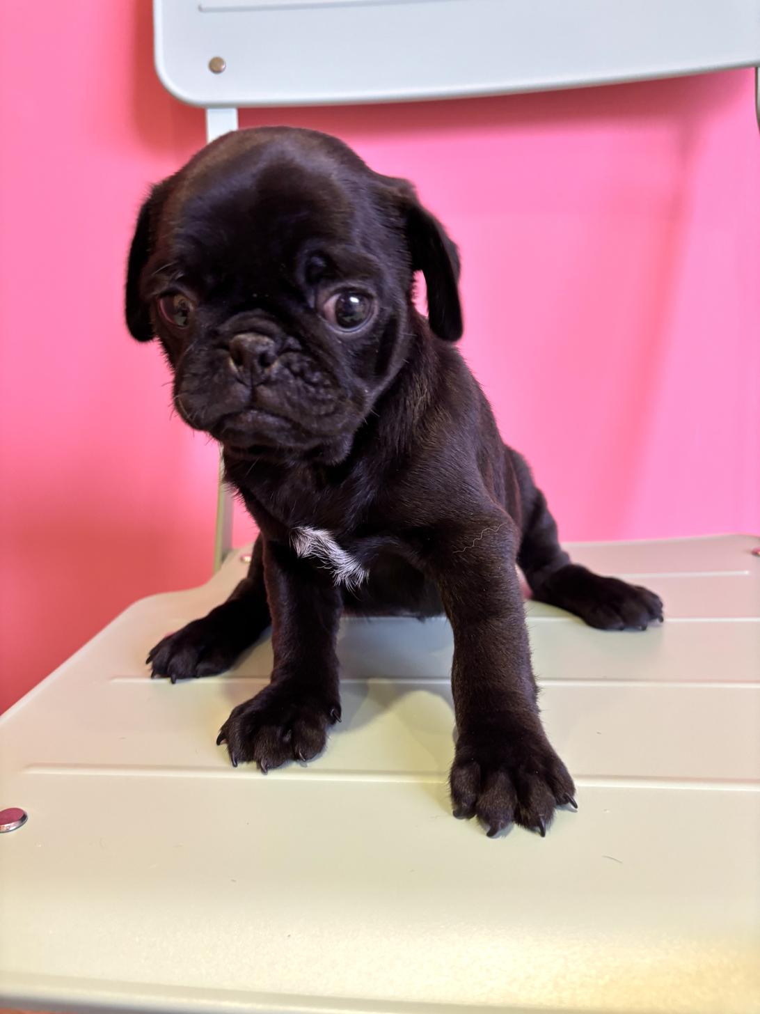 埼玉県のパグ (ペッツスマイル南中野店/2026年1月27日生まれ/男の子/ブラック)の子犬の3枚目の画像