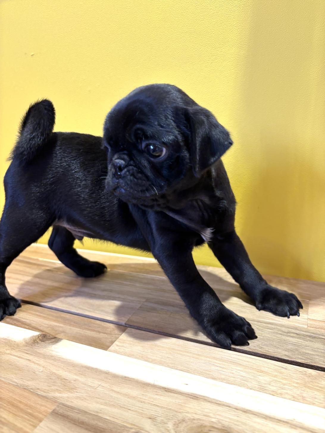 埼玉県のパグ (ペッツスマイル南中野店/2026年1月27日生まれ/男の子/ブラック)の子犬の4枚目の画像