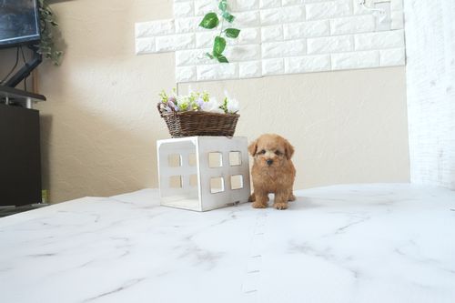 滋賀県のトイプードル(タイニー) (いっぷく湖南店/2026年4月4日生まれ/男の子/レッドフォーン)の子犬の3枚目の画像