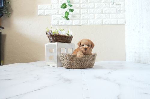 滋賀県のトイプードル(タイニー) (いっぷく湖南店/2026年4月4日生まれ/男の子/レッドフォーン)の子犬の4枚目の画像