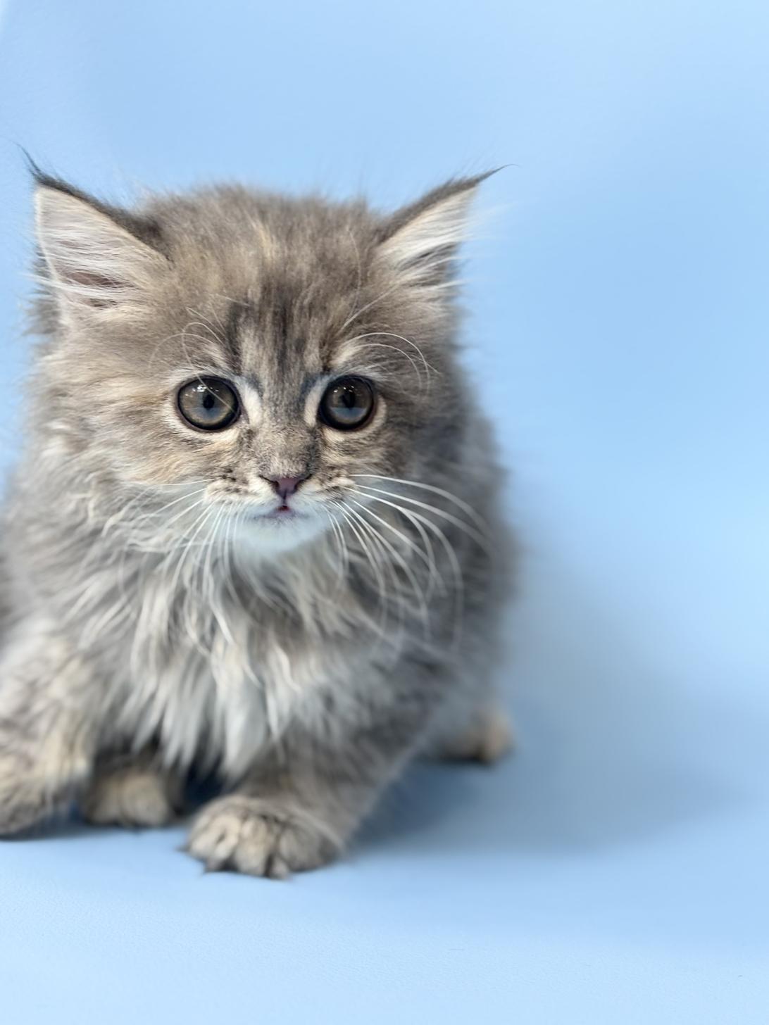 埼玉県のラガマフィン (ペッツスマイル加須インター店/2025年9月29日生まれ/女の子/ブルーパッチドタビー)の子猫の1枚目の画像