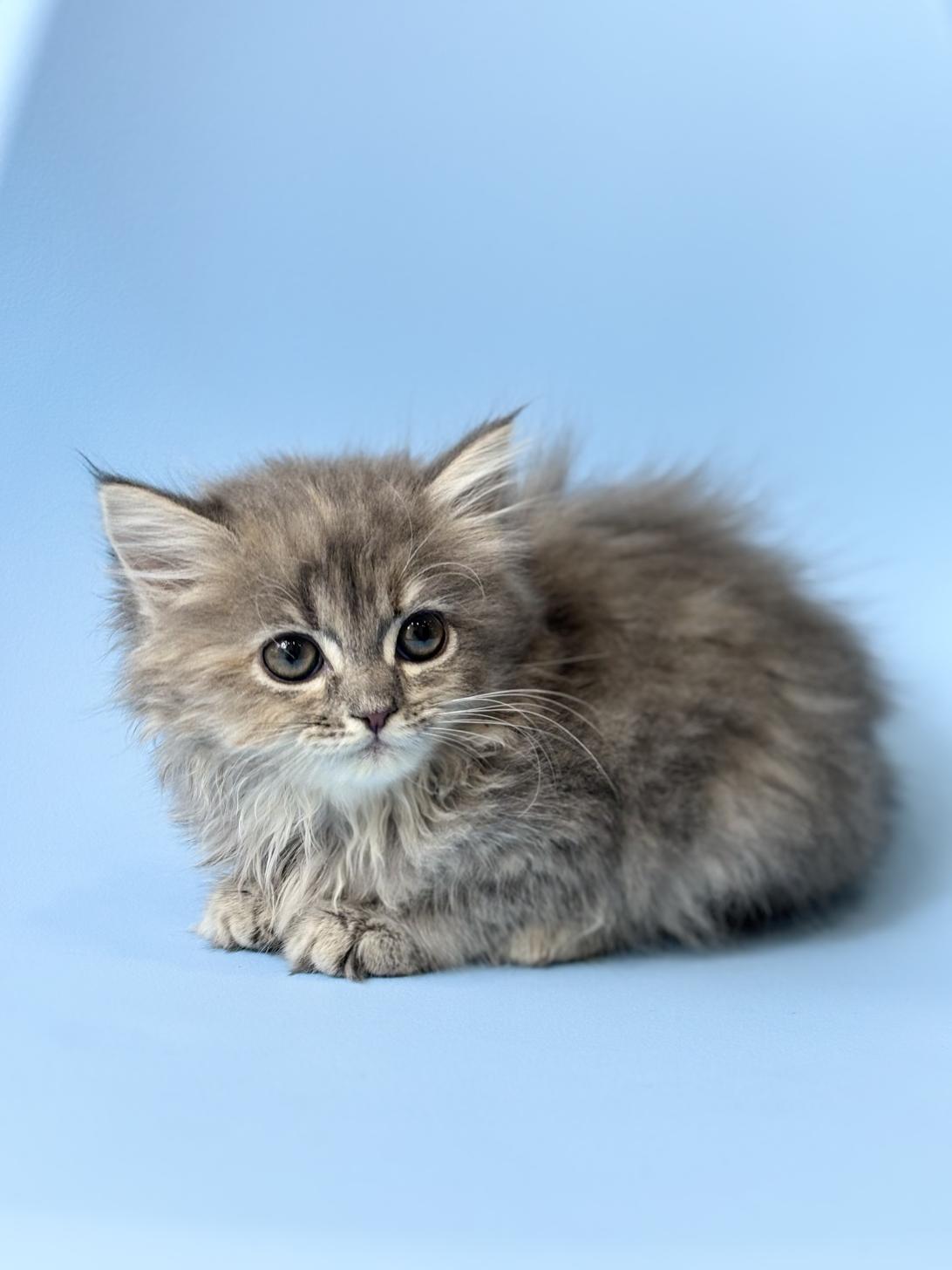 埼玉県のラガマフィン (ペッツスマイル加須インター店/2025年9月29日生まれ/女の子/ブルーパッチドタビー)の子猫の2枚目の画像