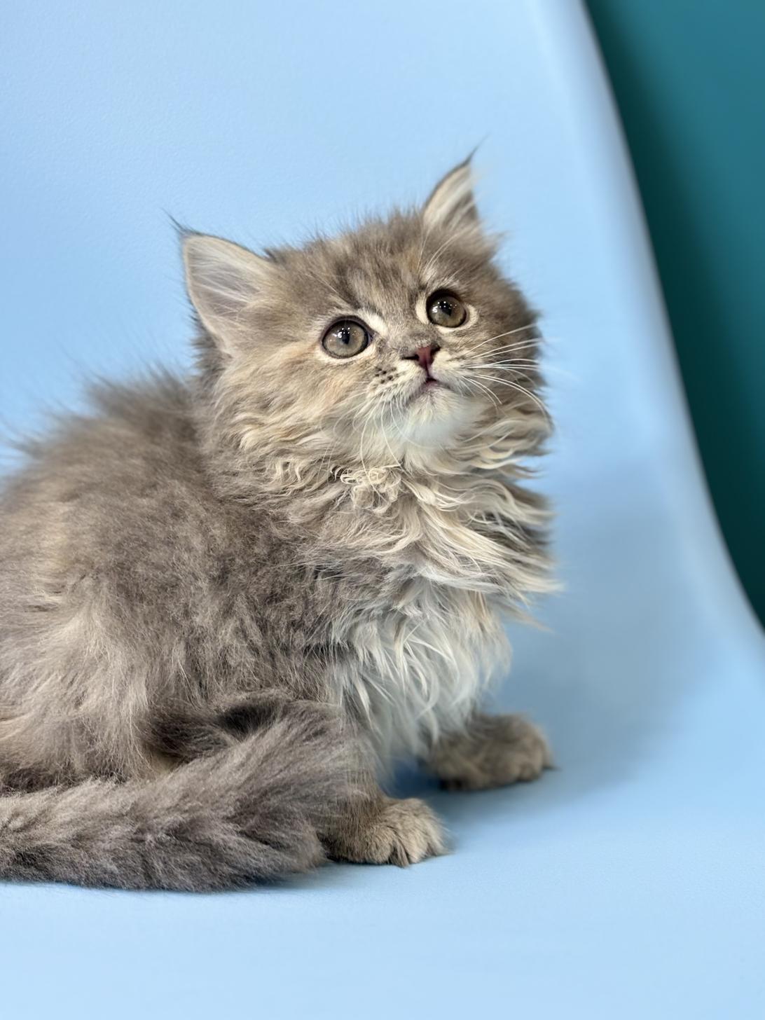 埼玉県のラガマフィン (ペッツスマイル加須インター店/2025年9月29日生まれ/女の子/ブルーパッチドタビー)の子猫の3枚目の画像