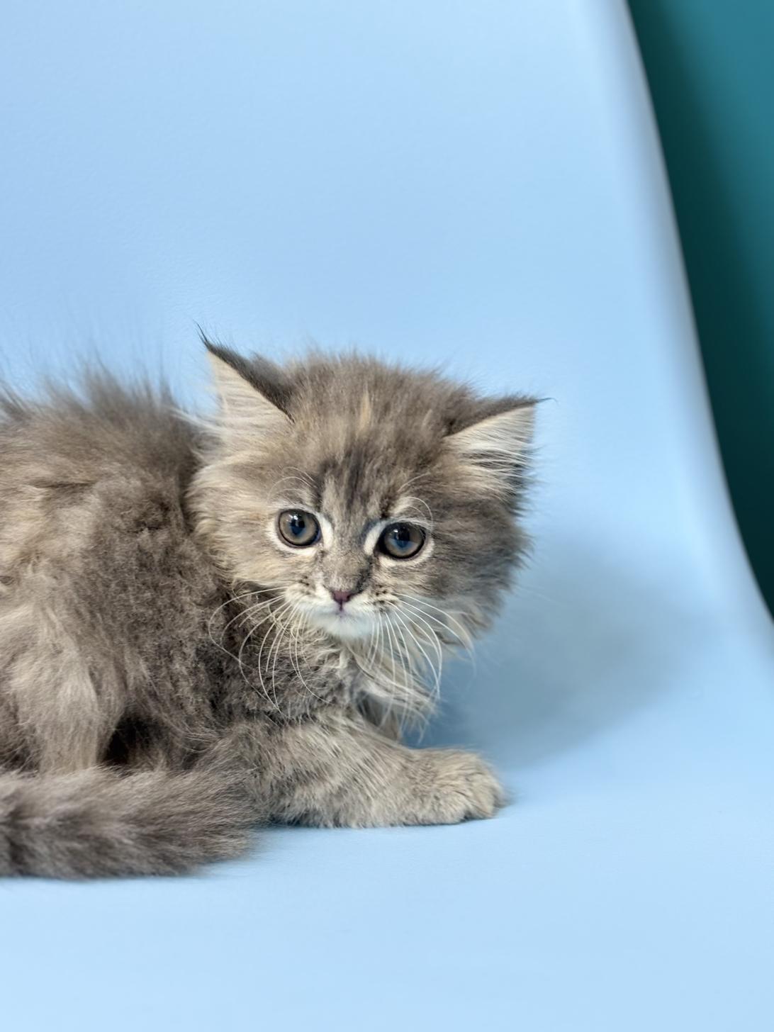 埼玉県のラガマフィン (ペッツスマイル加須インター店/2025年9月29日生まれ/女の子/ブルーパッチドタビー)の子猫の4枚目の画像