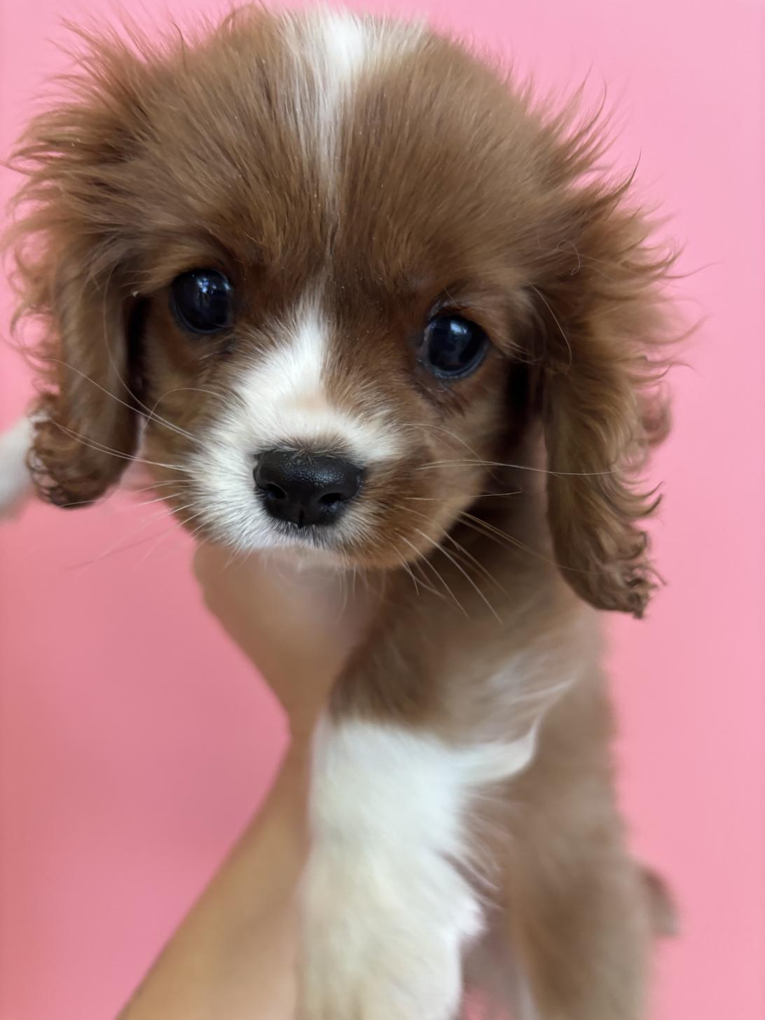 埼玉県のキャバリアキングチャールズスパニエル (ペッツスマイル南中野店/2025年11月7日生まれ/男の子/ブレンハイム)の子犬の1枚目の画像