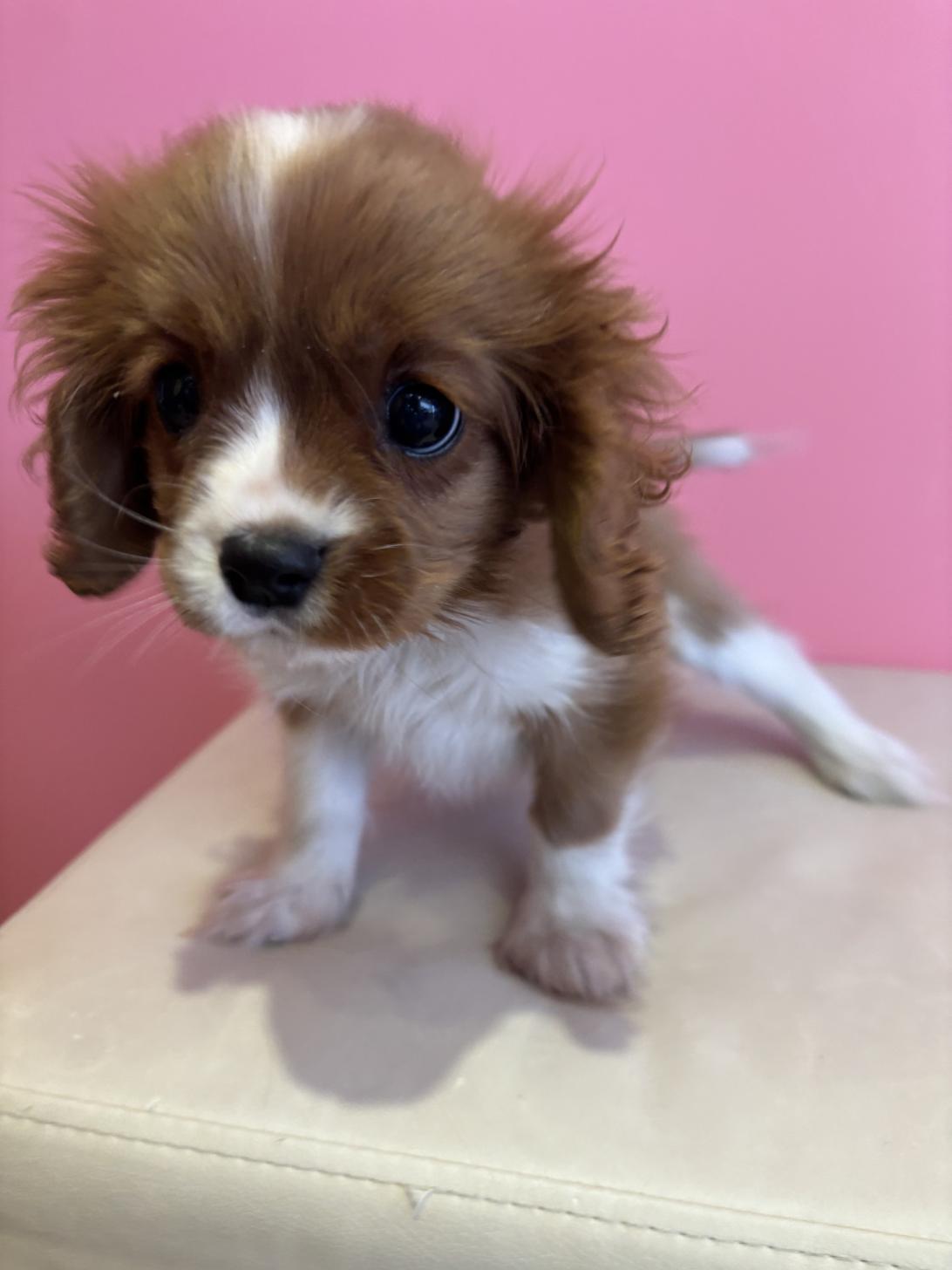 埼玉県のキャバリアキングチャールズスパニエル (ペッツスマイル南中野店/2025年11月7日生まれ/男の子/ブレンハイム)の子犬の2枚目の画像