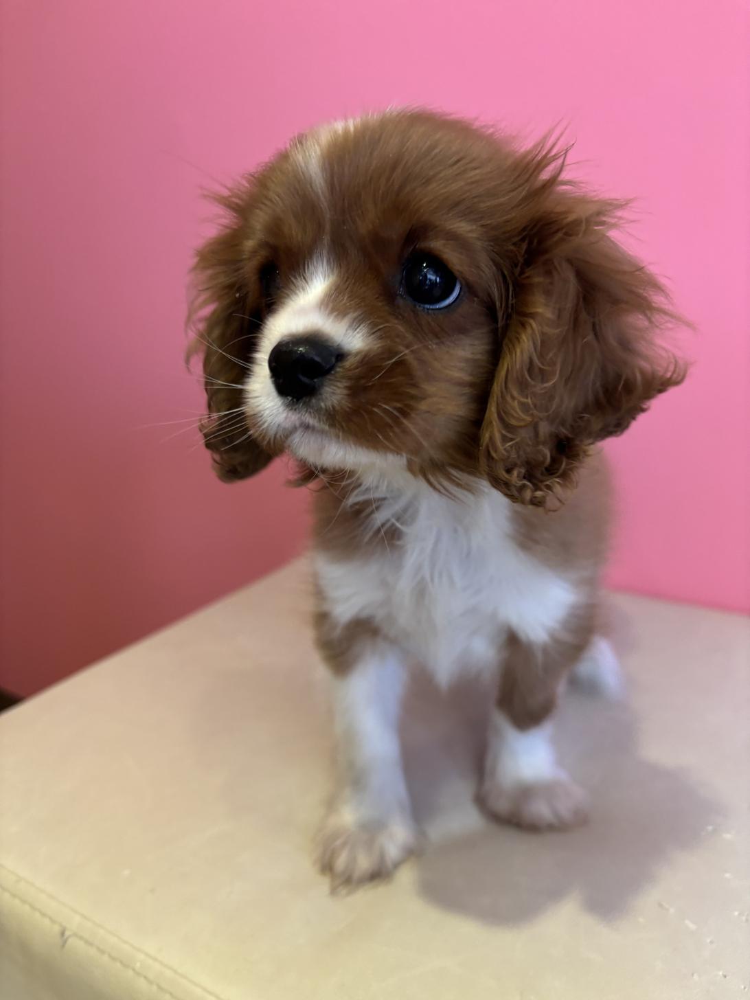 埼玉県のキャバリアキングチャールズスパニエル (ペッツスマイル南中野店/2025年11月7日生まれ/男の子/ブレンハイム)の子犬の3枚目の画像