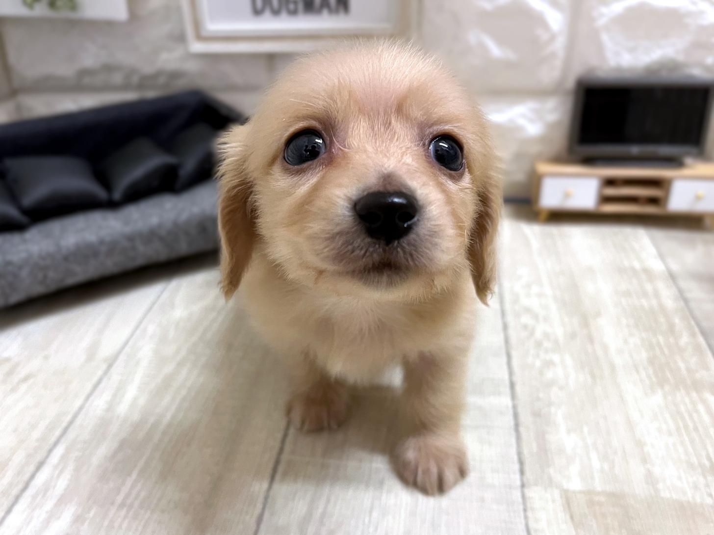 和歌山県のミニチュアダックスフンド(ロング) (DOGMAN和歌山中之島店/2025年12月22日生まれ/女の子/イエロー)の子犬の2枚目の画像