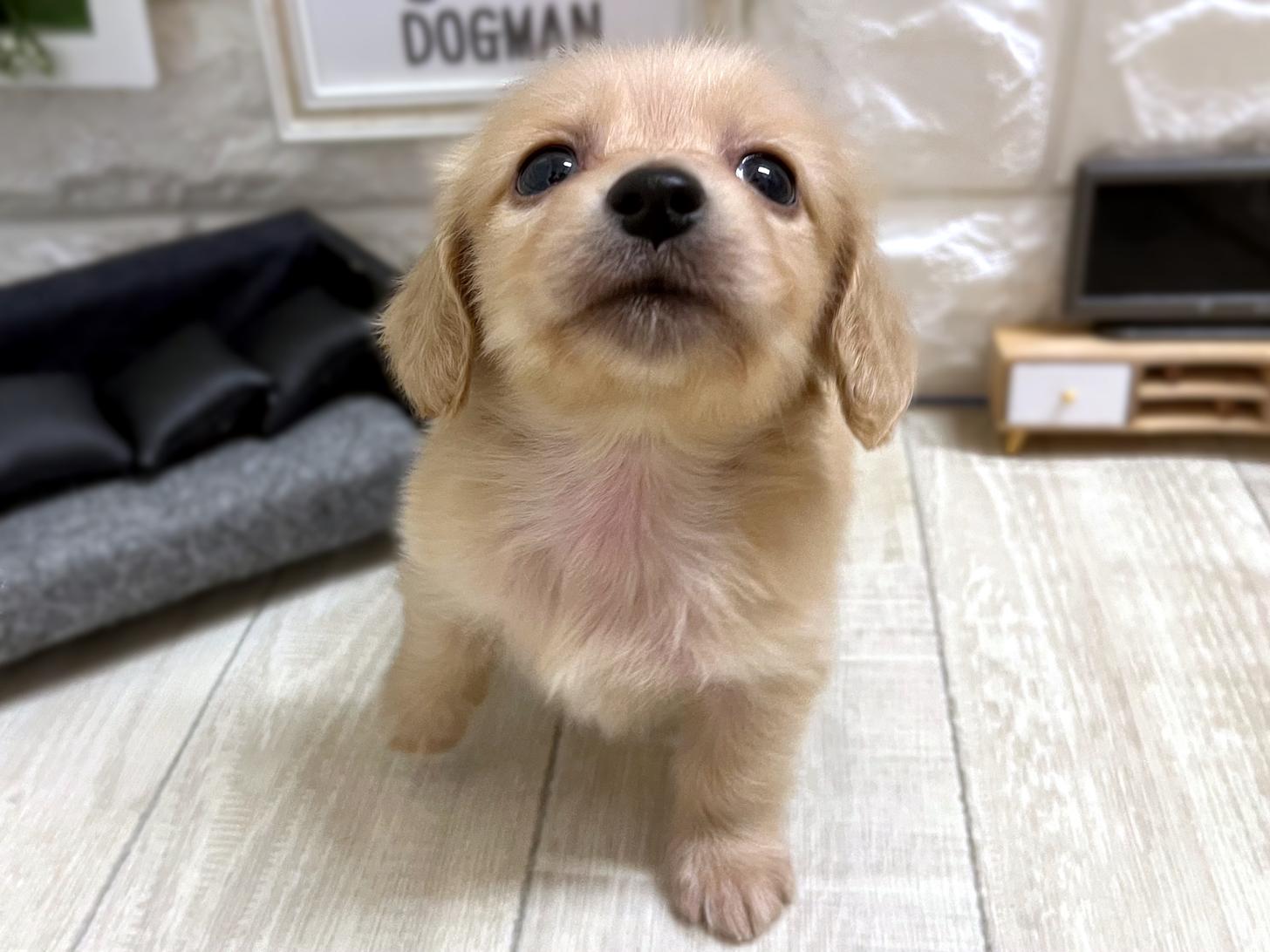 和歌山県のミニチュアダックスフンド(ロング) (DOGMAN和歌山中之島店/2025年12月22日生まれ/女の子/イエロー)の子犬の3枚目の画像