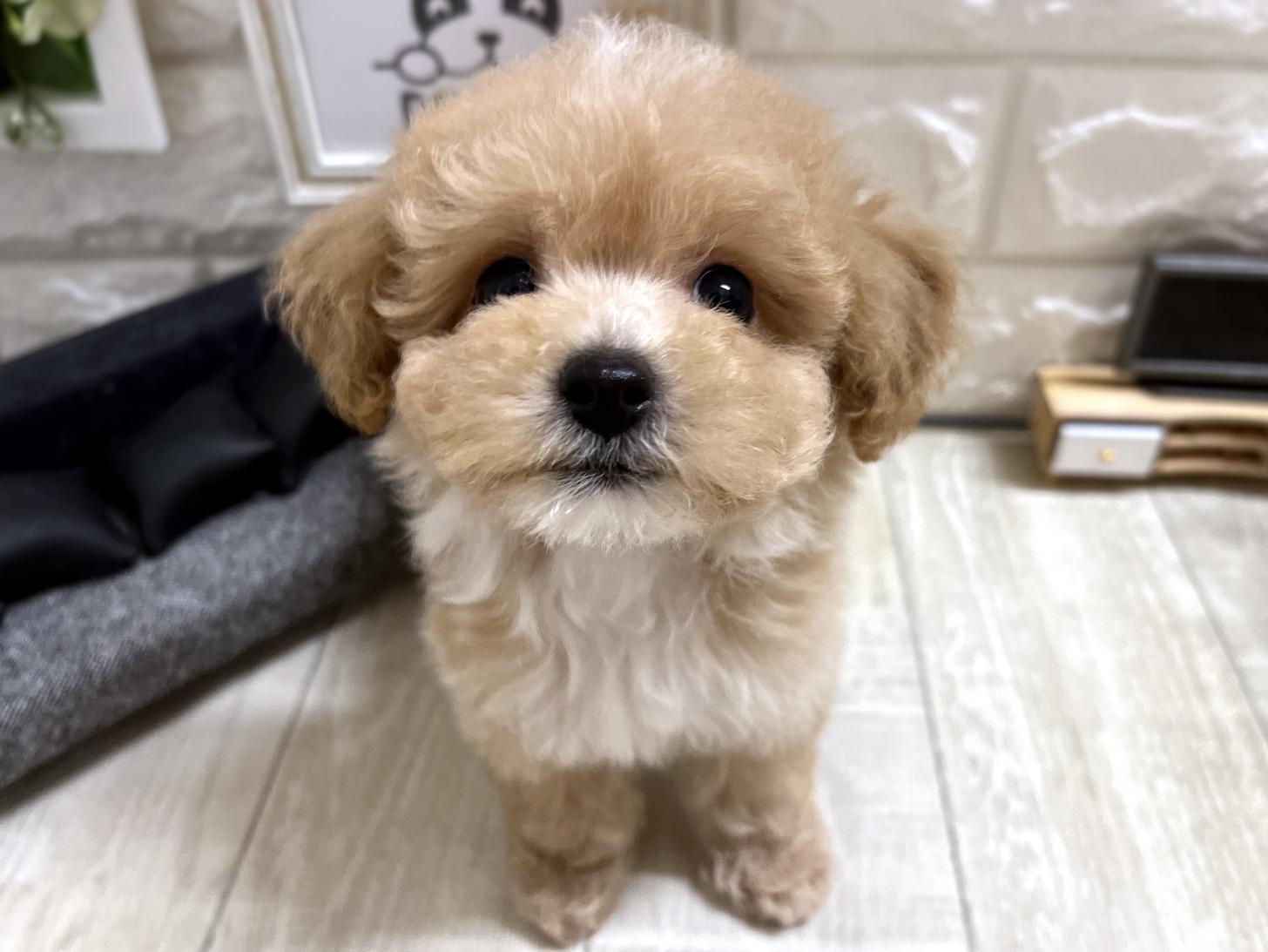 和歌山県のビションプー(ビションフリーゼ×プードル) (DOGMAN和歌山店/2026年4月5日生まれ/男の子/クリームホワイト)の子犬の1枚目の画像