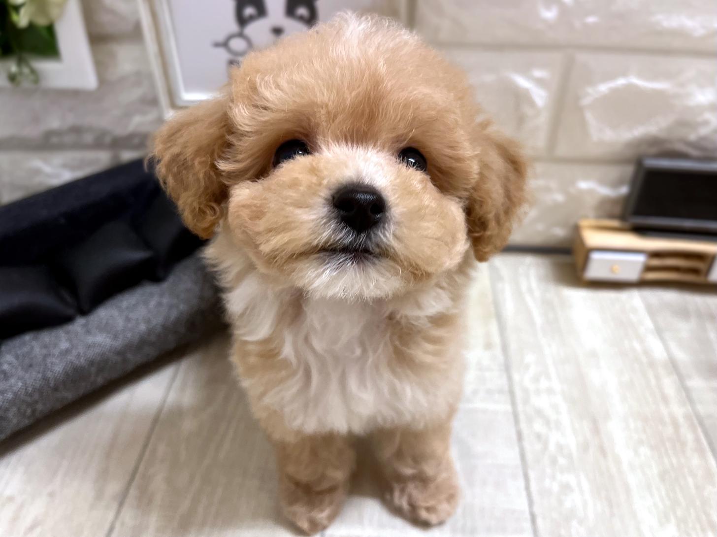 和歌山県のビションプー(ビションフリーゼ×プードル) (DOGMAN和歌山店/2026年4月5日生まれ/男の子/クリームホワイト)の子犬の2枚目の画像
