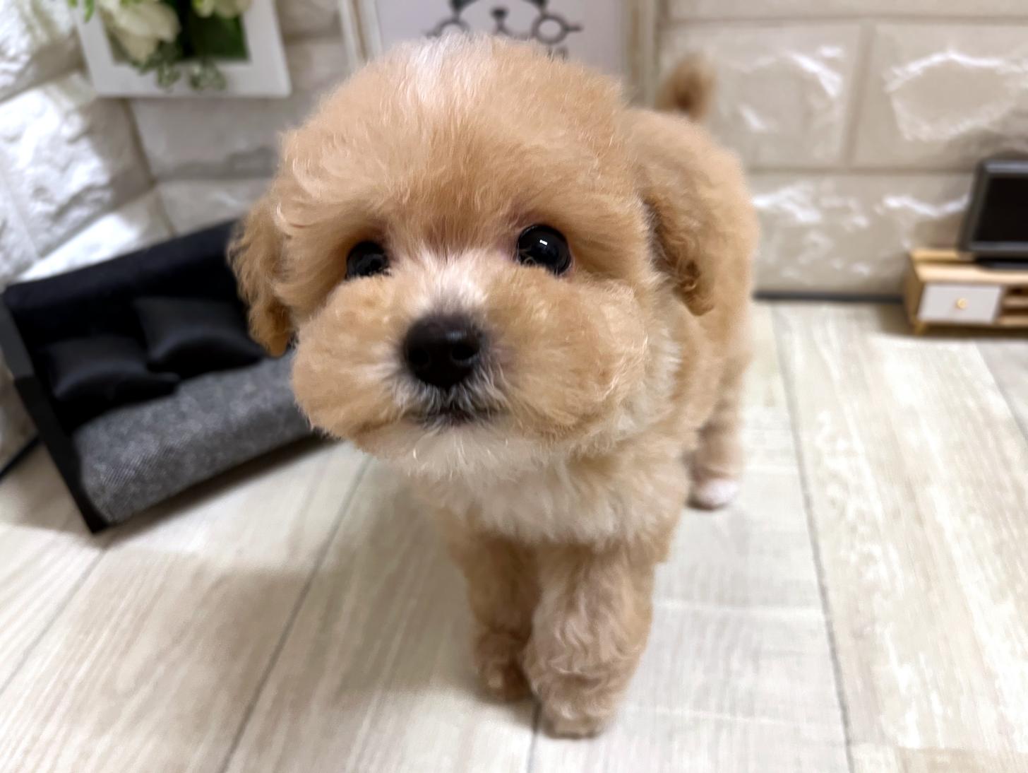 和歌山県のビションプー(ビションフリーゼ×プードル) (DOGMAN和歌山店/2026年4月5日生まれ/男の子/クリームホワイト)の子犬の3枚目の画像