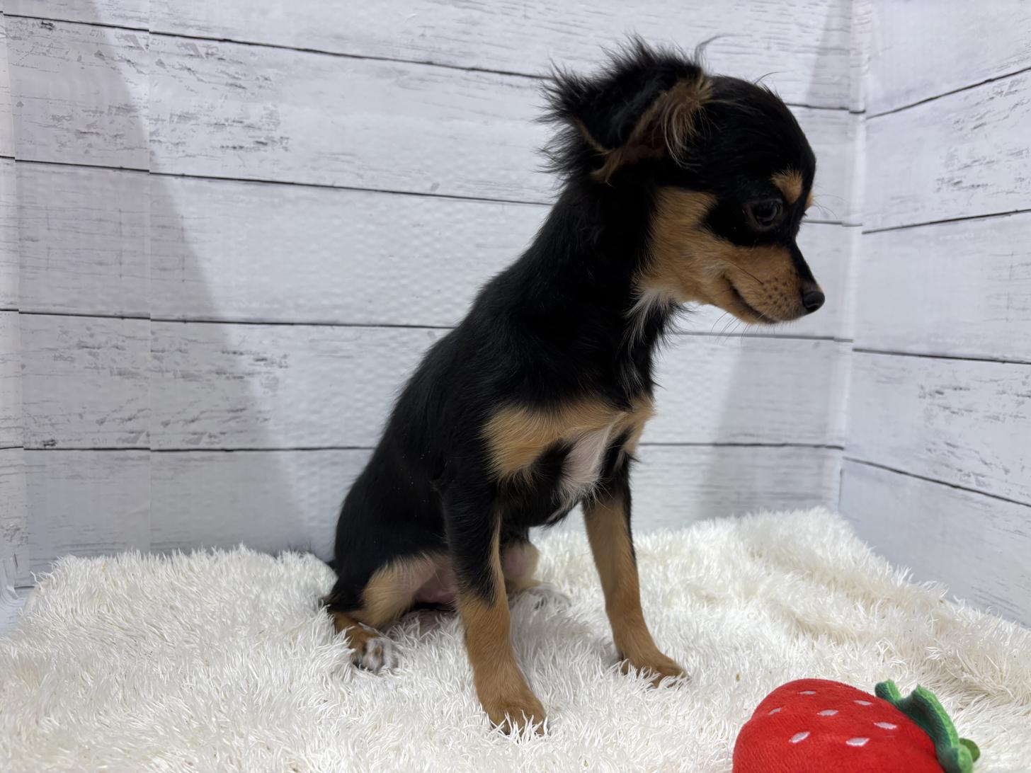 千葉県のチワワ(ロング) (ペッツワン佐倉店/2025年10月10日生まれ/女の子/ブラックタン)の子犬の2枚目の画像