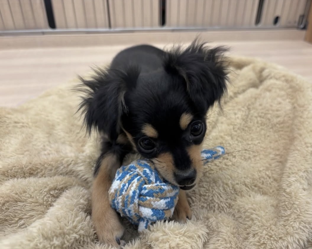 千葉県のチワワ(ロング) (ペッツワン佐倉店/2025年10月10日生まれ/女の子/ブラックタン)の子犬の3枚目の画像