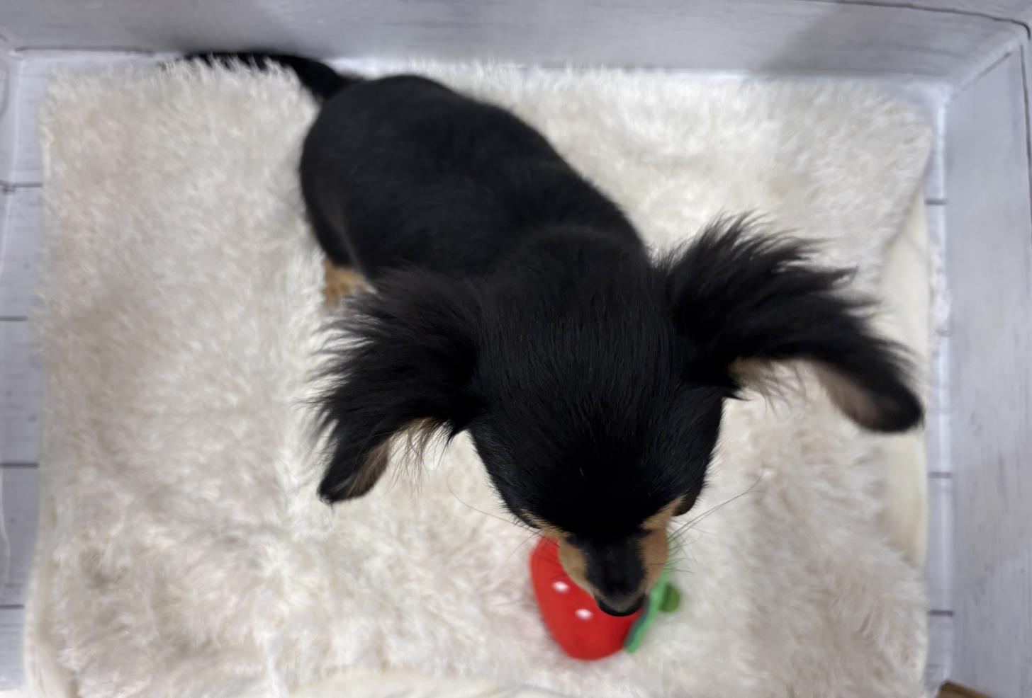 千葉県のチワワ(ロング) (ペッツワン佐倉店/2025年10月10日生まれ/女の子/ブラックタン)の子犬の4枚目の画像