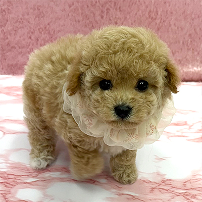 大阪府のビションプー(ビションフリーゼ×プードル) (ぱぴぷぺっと大阪店/2025年10月15日生まれ/女の子/クリーム)の子犬の1枚目の画像