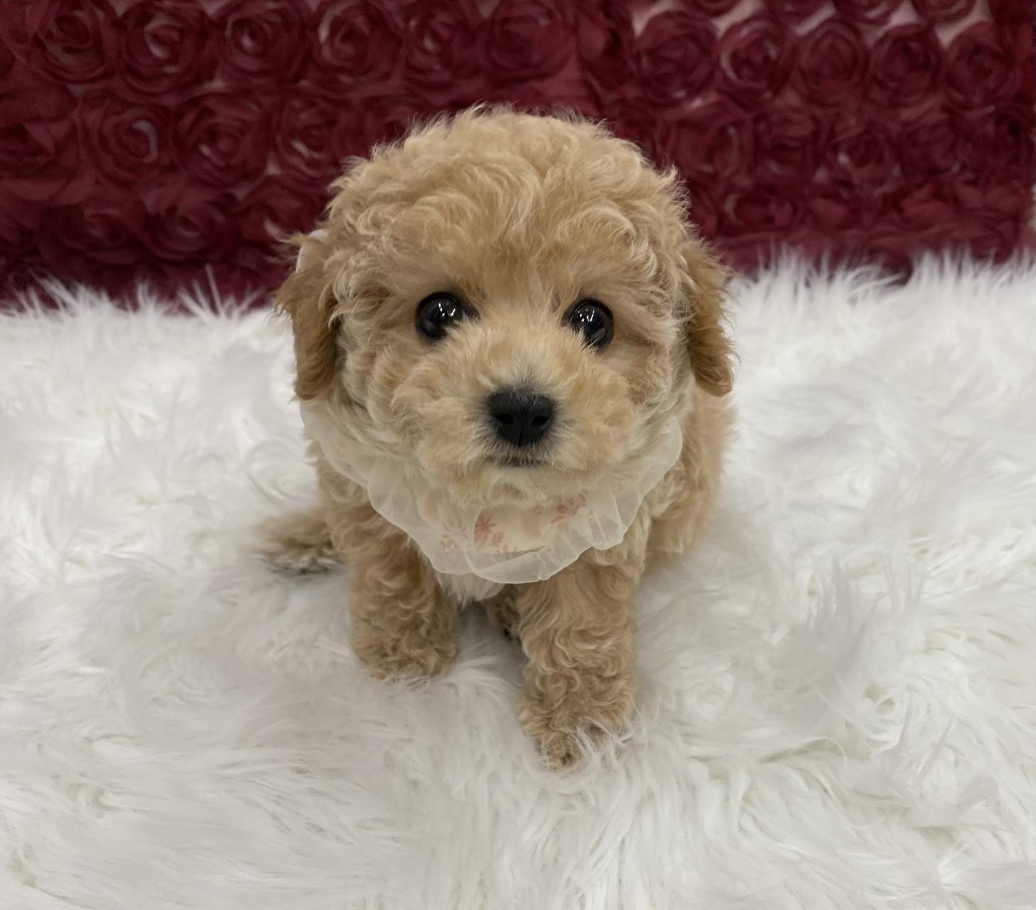 大阪府のビションプー(ビションフリーゼ×プードル) (ぱぴぷぺっと大阪店/2025年10月15日生まれ/女の子/クリーム)の子犬の1枚目の画像