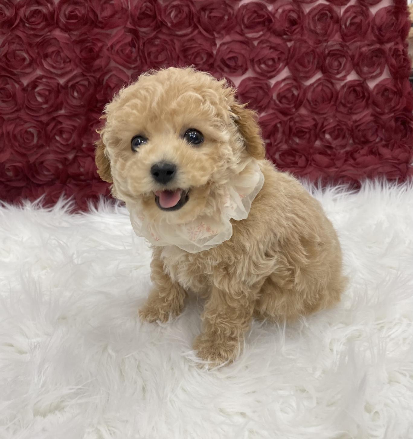 大阪府のビションプー(ビションフリーゼ×プードル) (ぱぴぷぺっと大阪店/2025年10月15日生まれ/女の子/クリーム)の子犬の2枚目の画像