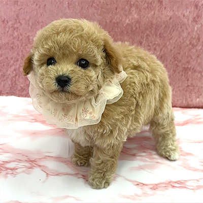 大阪府のビションプー(ビションフリーゼ×プードル) (ぱぴぷぺっと大阪店/2025年10月15日生まれ/女の子/クリーム)の子犬の3枚目の画像