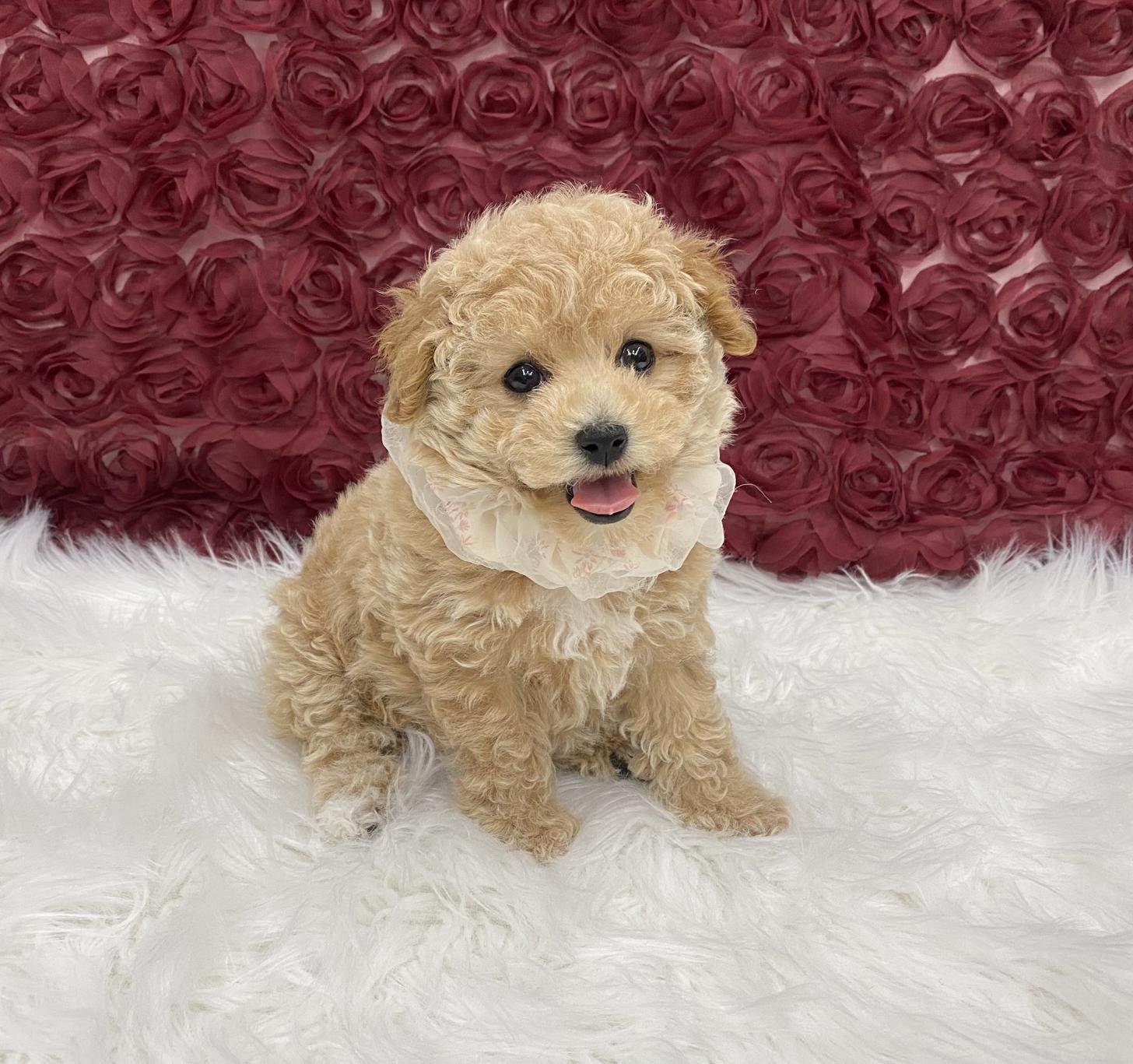 大阪府のビションプー(ビションフリーゼ×プードル) (ぱぴぷぺっと大阪店/2025年10月15日生まれ/女の子/クリーム)の子犬の3枚目の画像