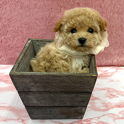 大阪府のビションプー(ビションフリーゼ×プードル) (ぱぴぷぺっと大阪店/2025年10月15日生まれ/女の子/クリーム)の子犬の4枚目の画像