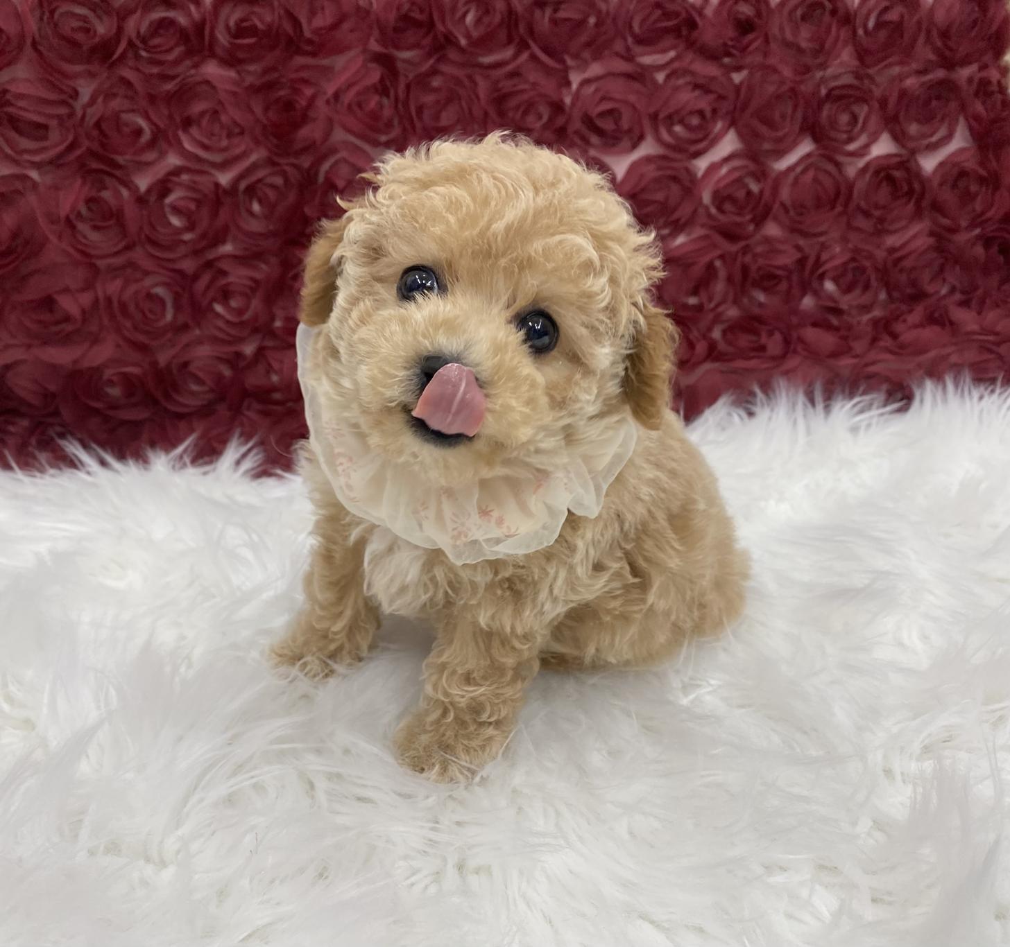 大阪府のビションプー(ビションフリーゼ×プードル) (ぱぴぷぺっと大阪店/2025年10月15日生まれ/女の子/クリーム)の子犬の4枚目の画像