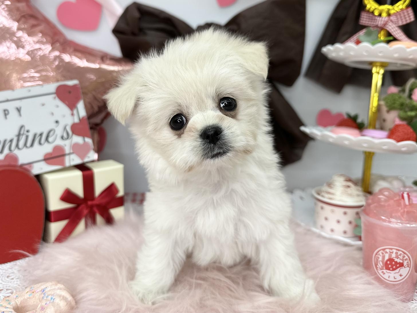 北海道のチワマル/マルチワ(チワワ×マルチーズ) (ラブワンコ カインズ大曲店/2025年12月9日生まれ/女の子/ホワイト)の子犬