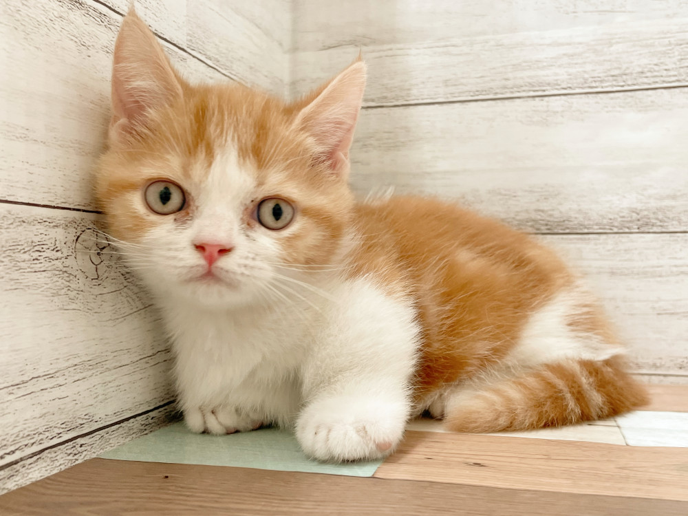新潟県のマンチカン (竹内ペット 新津本店/2025年3月4日生まれ/男の子/レッドタビーホワイト)の子猫の3枚目の画像