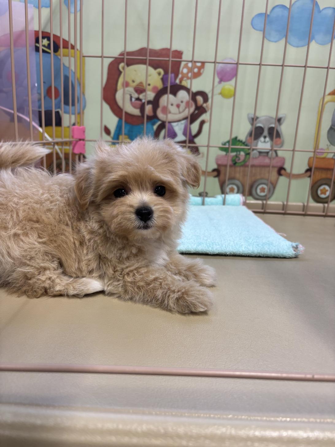 愛知県のマルプー(マルチーズ×プードル) (子いぬの足あと/2025年10月17日生まれ/男の子/アプリコット)の子犬