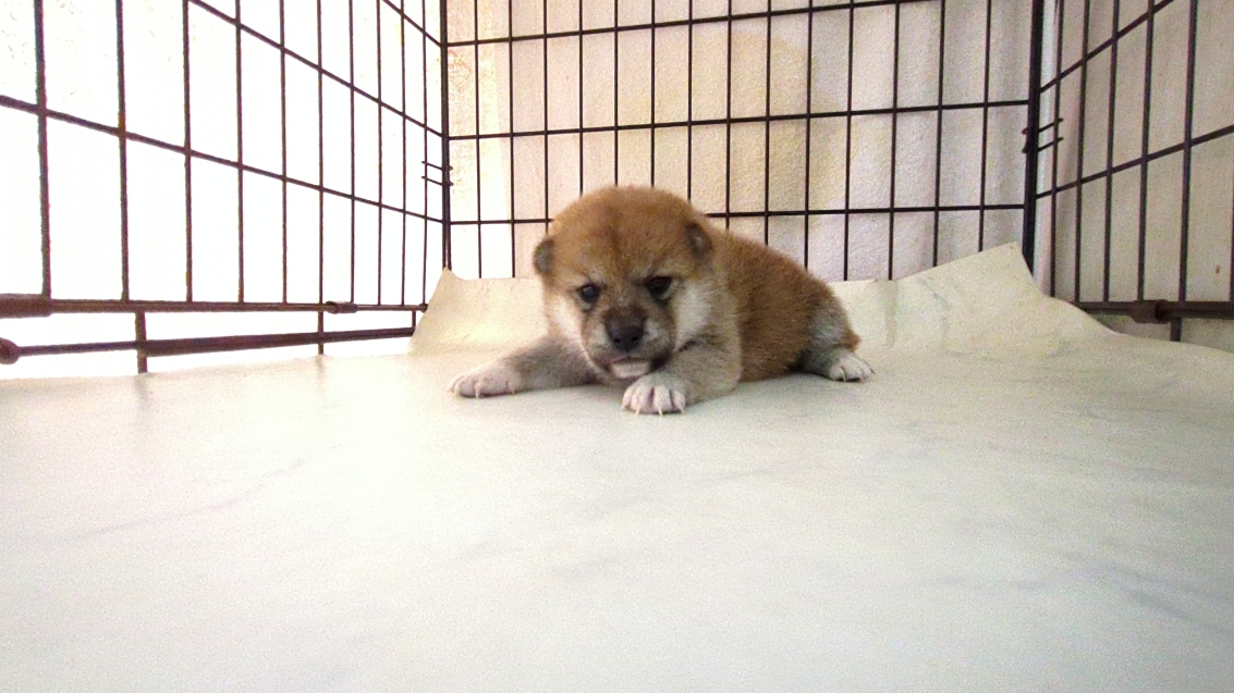 茨城県の柴犬(標準サイズ) (ペットショップスズキ/2025年9月18日生まれ/女の子/その他色)の子犬の1枚目の画像