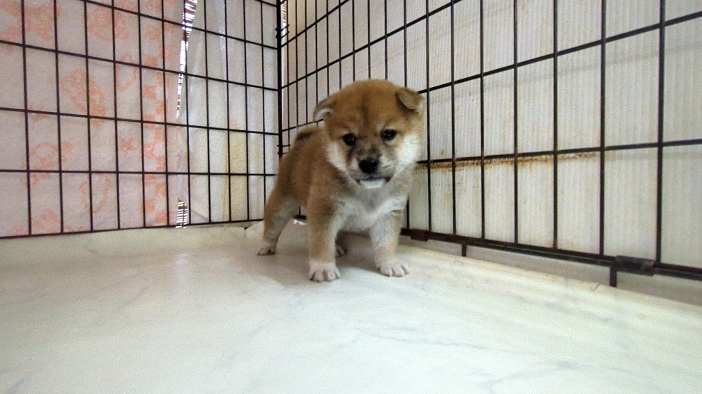 茨城県の柴犬(標準サイズ) (ペットショップスズキ/2025年9月18日生まれ/女の子/その他色)の子犬の1枚目の画像