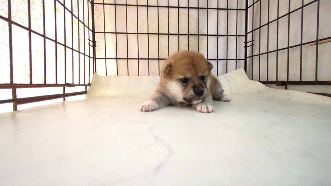 茨城県の柴犬(標準サイズ) (ペットショップスズキ/2025年9月18日生まれ/女の子/その他色)の子犬の2枚目の画像