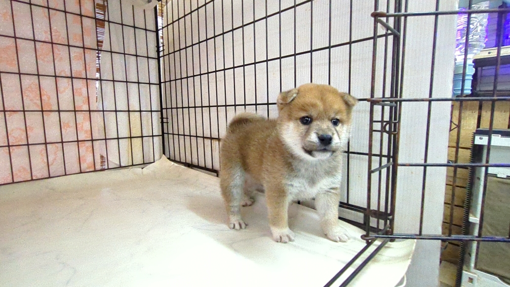 茨城県の柴犬(標準サイズ) (ペットショップスズキ/2025年9月18日生まれ/女の子/その他色)の子犬の2枚目の画像