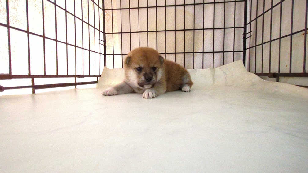 茨城県の柴犬(標準サイズ) (ペットショップスズキ/2025年9月18日生まれ/女の子/その他色)の子犬の3枚目の画像