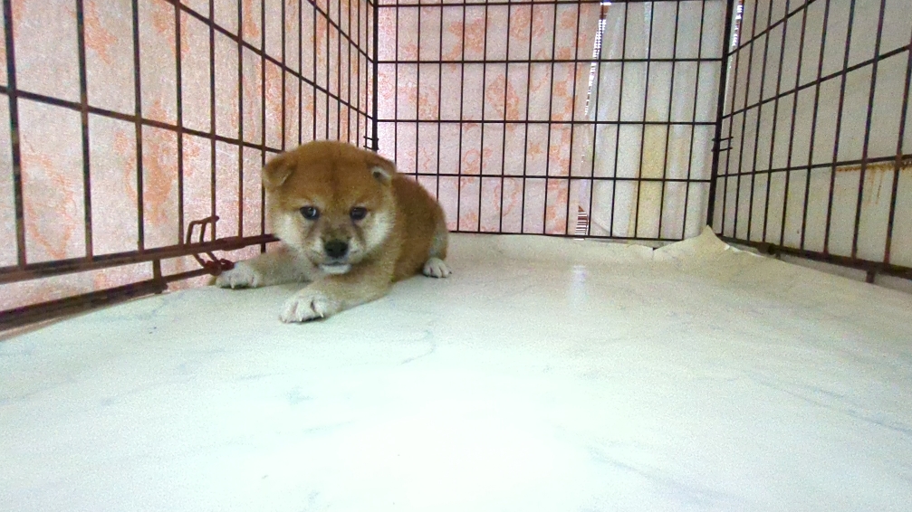 茨城県の柴犬(標準サイズ) (ペットショップスズキ/2025年9月18日生まれ/女の子/その他色)の子犬の3枚目の画像