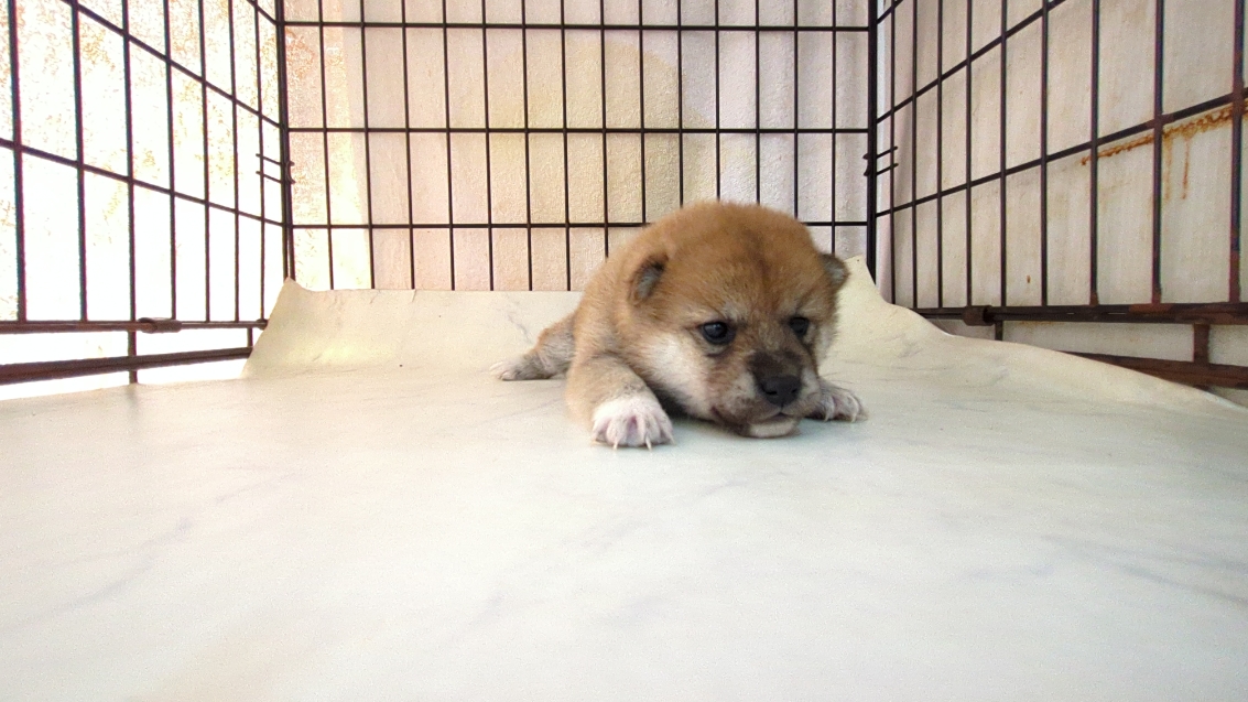 茨城県の柴犬(標準サイズ) (ペットショップスズキ/2025年9月18日生まれ/女の子/その他色)の子犬の4枚目の画像