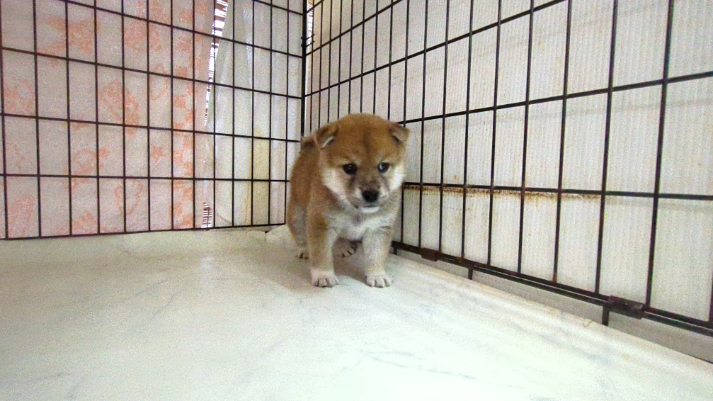 茨城県の柴犬(標準サイズ) (ペットショップスズキ/2025年9月18日生まれ/女の子/その他色)の子犬の4枚目の画像