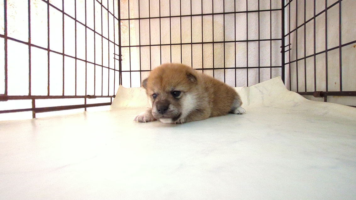 2025年9月18日生まれの柴犬(標準サイズ)の5枚目の写真