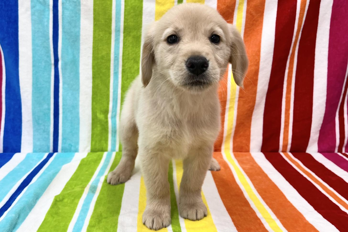 愛知県のゴールデンレトリバー (ハピースペット一宮三条アミーゴ店/2026年2月15日生まれ/女の子/ゴールデン)の子犬の1枚目の画像