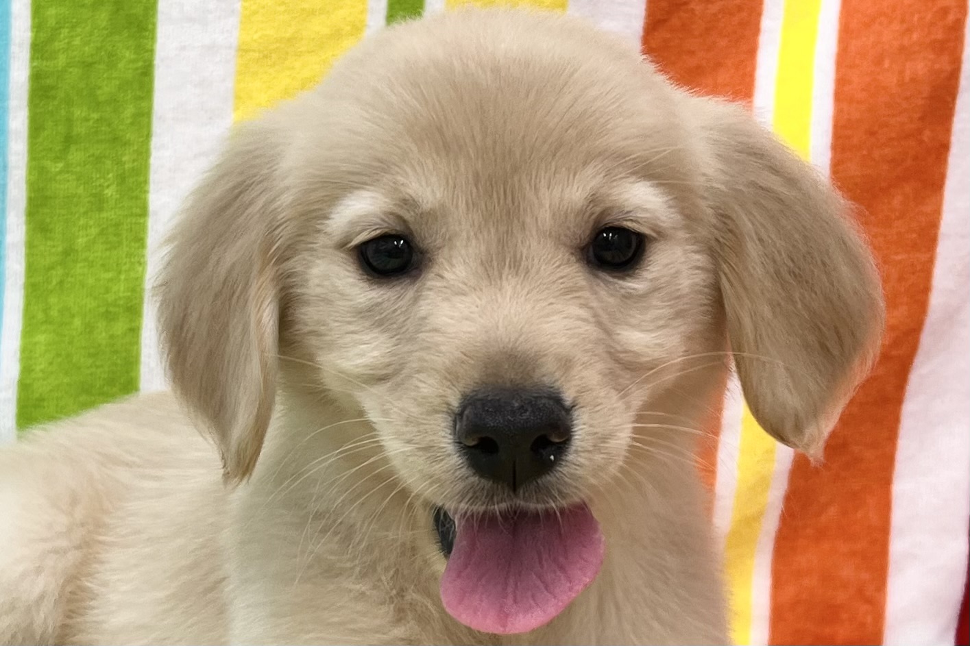 愛知県のゴールデンレトリバー (ハピースペット一宮三条アミーゴ店/2026年2月15日生まれ/女の子/ゴールデン)の子犬の2枚目の画像