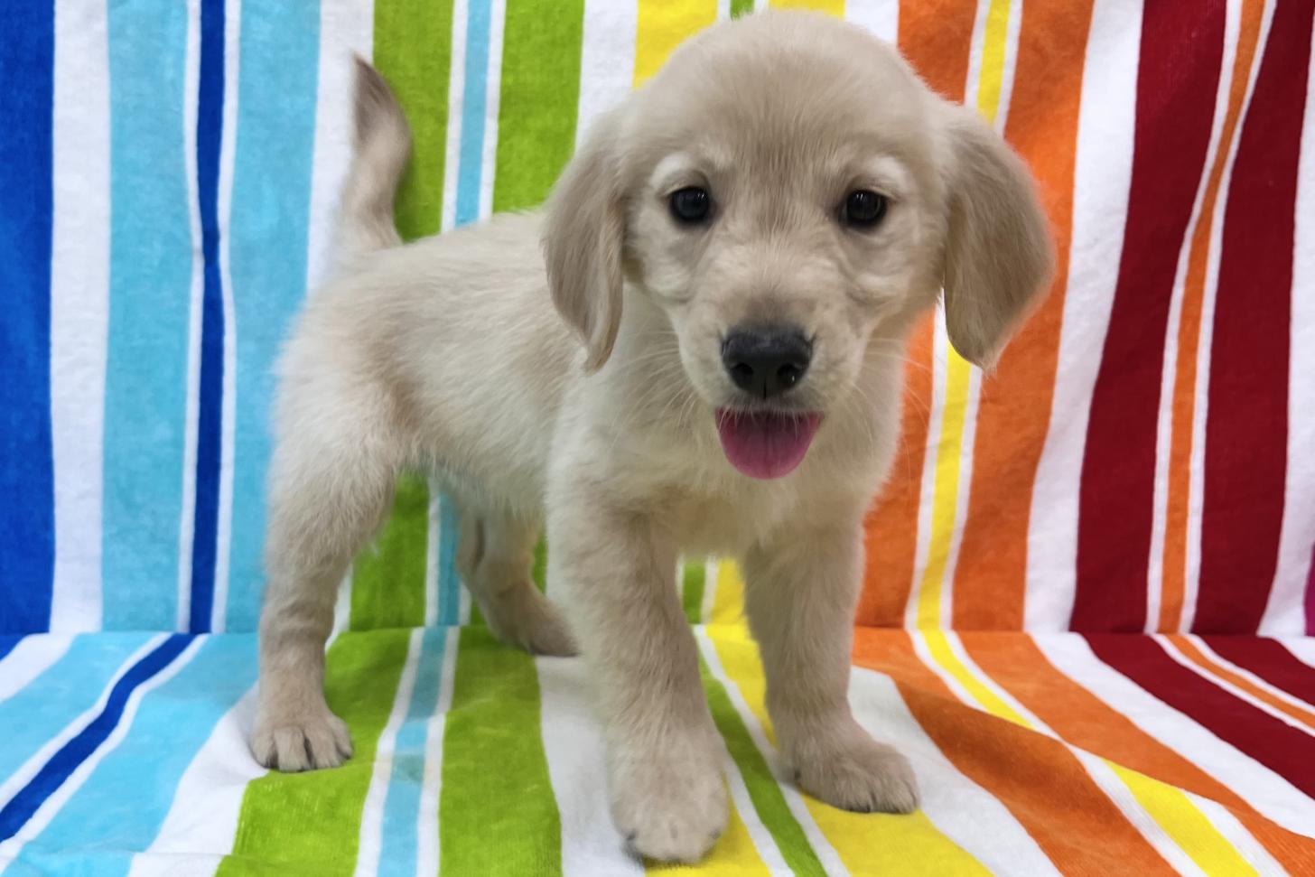 愛知県のゴールデンレトリバー (ハピースペット一宮三条アミーゴ店/2026年2月15日生まれ/女の子/ゴールデン)の子犬の3枚目の画像