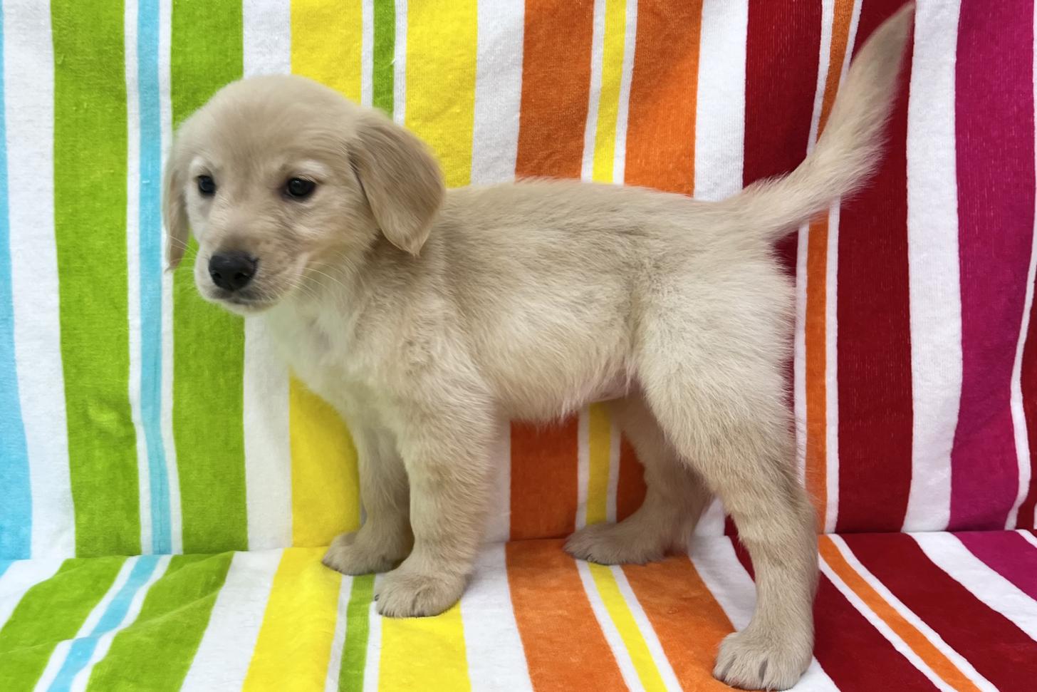 愛知県のゴールデンレトリバー (ハピースペット一宮三条アミーゴ店/2026年2月15日生まれ/女の子/ゴールデン)の子犬の4枚目の画像