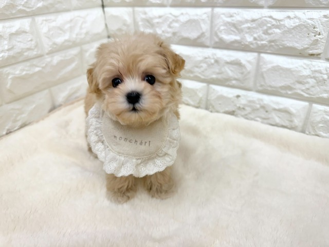神奈川県のマルプー(マルチーズ×プードル) (ペッツコンシェル鶴見元宮店/2026年7月19日生まれ/女の子/クリーム)の子犬の2枚目の画像