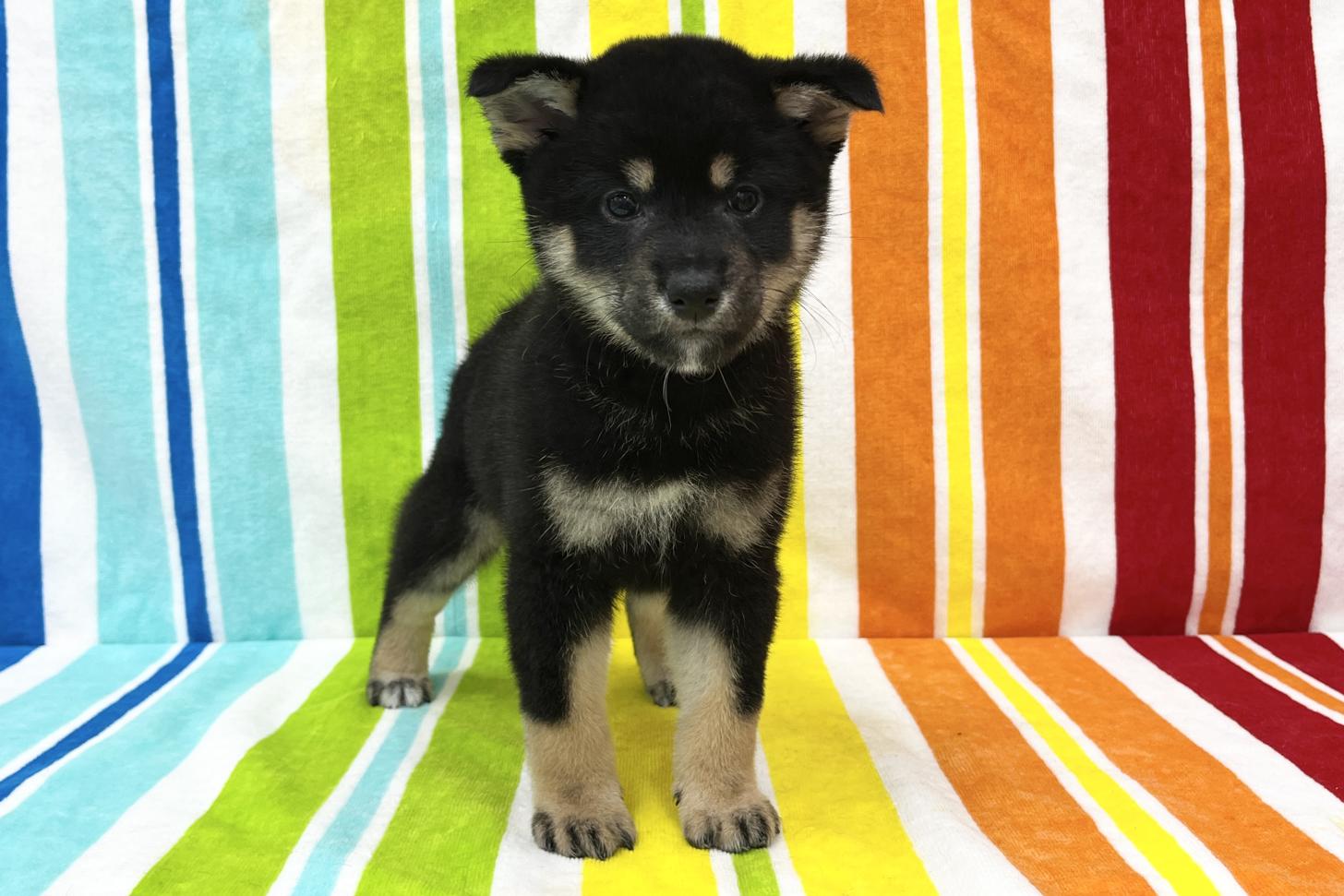 愛知県の柴犬(標準サイズ) (ハピースペット鳴海店/2025年10月27日生まれ/女の子/黒)の子犬の1枚目の画像